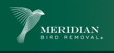 Meridian Bird Removal Rebekka Westermeyer
